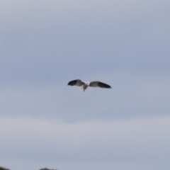 Elanus axillaris (Black-shouldered Kite) at Michelago, NSW - 23 Aug 2018 by Illilanga