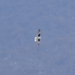 Elanus axillaris at Michelago, NSW - 23 Aug 2018