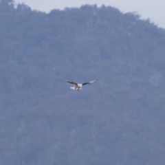 Elanus axillaris at Michelago, NSW - 23 Aug 2018 12:33 PM