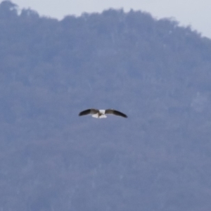 Elanus axillaris at Michelago, NSW - 23 Aug 2018 12:33 PM