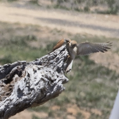 Falco cenchroides (Nankeen Kestrel) at Michelago, NSW - 12 Nov 2018 by Illilanga