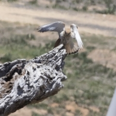 Falco cenchroides at Michelago, NSW - 12 Nov 2018 11:33 AM