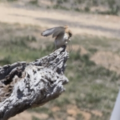 Falco cenchroides at Michelago, NSW - 12 Nov 2018