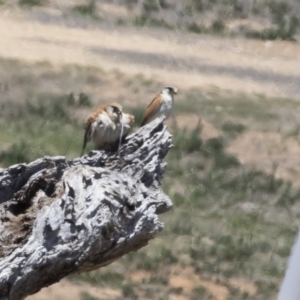 Falco cenchroides at Michelago, NSW - 12 Nov 2018