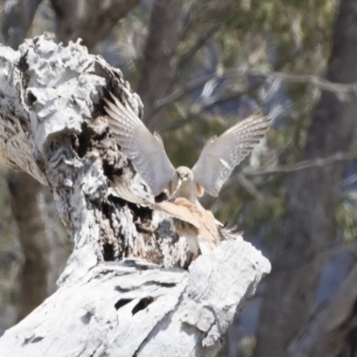 Falco cenchroides (Nankeen Kestrel) at Michelago, NSW - 25 Nov 2018 by Illilanga