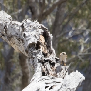 Falco cenchroides at Michelago, NSW - 25 Nov 2018