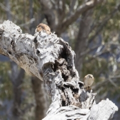 Falco cenchroides at Michelago, NSW - 25 Nov 2018