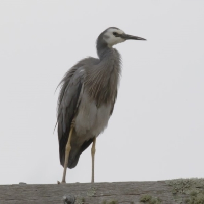 Egretta novaehollandiae (White-faced Heron) at Michelago, NSW - 17 Dec 2017 by Illilanga