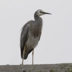 Egretta novaehollandiae (White-faced Heron) at Michelago, NSW - 17 Dec 2017 by Illilanga