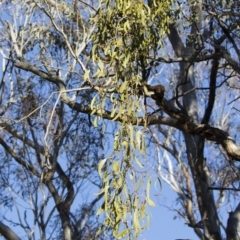 Amyema miquelii at Illilanga & Baroona - 24 Dec 2018