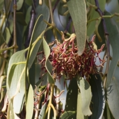 Amyema miquelii (Box Mistletoe) at Illilanga & Baroona - 22 Feb 2019 by Illilanga