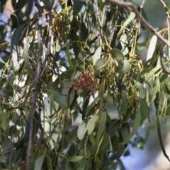 Amyema miquelii at Illilanga & Baroona - 22 Feb 2019