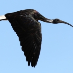 Threskiornis spinicollis (Straw-necked Ibis) at Jerrabomberra Wetlands - 22 Aug 2019 by jbromilow50