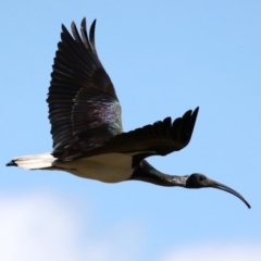 Threskiornis spinicollis at Fyshwick, ACT - 22 Aug 2019