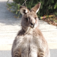 Macropus giganteus (Eastern Grey Kangaroo) at Conder, ACT - 13 Jul 2019 by MichaelBedingfield