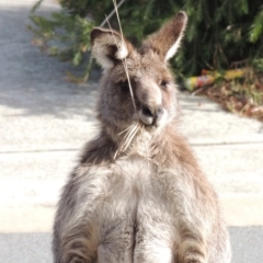 Macropus giganteus (Eastern Grey Kangaroo) at Pollinator-friendly garden Conder - 13 Jul 2019 by michaelb