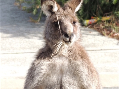 Macropus giganteus (Eastern Grey Kangaroo) at Conder, ACT - 13 Jul 2019 by MichaelBedingfield