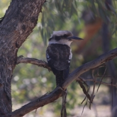 Dacelo novaeguineae (Laughing Kookaburra) at Red Hill Nature Reserve - 25 Aug 2019 by LisaH