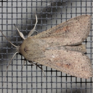 Mythimna (Pseudaletia) convecta at Evatt, ACT - 19 Aug 2019 07:40 PM