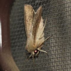 Mythimna (Pseudaletia) convecta at Evatt, ACT - 19 Aug 2019 07:40 PM