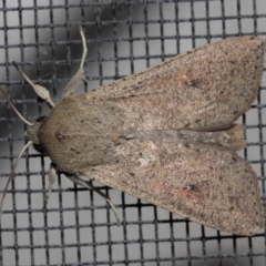 Mythimna (Pseudaletia) convecta at Evatt, ACT - 19 Aug 2019