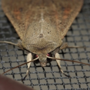 Mythimna (Pseudaletia) convecta at Evatt, ACT - 19 Aug 2019 07:40 PM