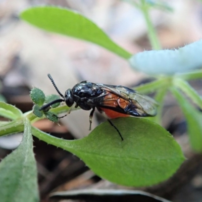 Lophyrotoma analis (Sawfly, Dock Sawfly) at Cook, ACT - 21 Aug 2019 by CathB