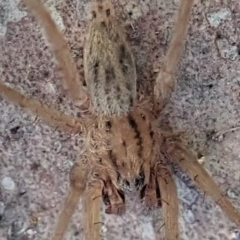 Miturga sp. (genus) (Unidentified False wolf spider) at Cook, ACT - 21 Aug 2019 by CathB