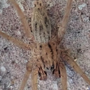 Miturga sp. (genus) at Cook, ACT - 21 Aug 2019