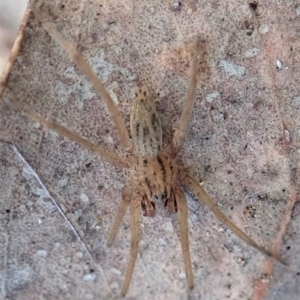 Miturga sp. (genus) at Cook, ACT - 21 Aug 2019 03:02 PM