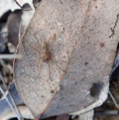 Miturga sp. (genus) at Cook, ACT - 21 Aug 2019