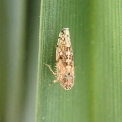 Cicadellidae (family) (Unidentified leafhopper) at Mount Painter - 21 Aug 2019 by CathB