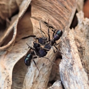 Rhytidoponera metallica at Cook, ACT - 23 Aug 2019