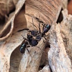 Rhytidoponera metallica (Greenhead ant) at Cook, ACT - 23 Aug 2019 by CathB