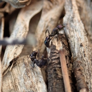 Rhytidoponera metallica at Cook, ACT - 23 Aug 2019