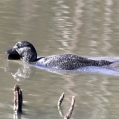 Biziura lobata (Musk Duck) at Tidbinbilla Nature Reserve - 25 Aug 2019 by jb2602