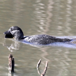 Biziura lobata at Paddys River, ACT - 25 Aug 2019