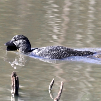 Biziura lobata (Musk Duck) at Paddys River, ACT - 25 Aug 2019 by jb2602