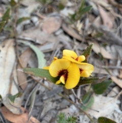 Mirbelia platylobioides (Large-flowered Mirbelia) at Bundanoon, NSW - 25 Aug 2019 by BLSHTwo