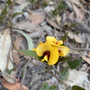 Mirbelia platylobioides at Penrose State Forest - 25 Aug 2019