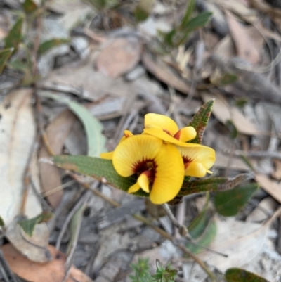 Mirbelia platylobioides (Large-flowered Mirbelia) at Bundanoon, NSW - 25 Aug 2019 by BLSHTwo