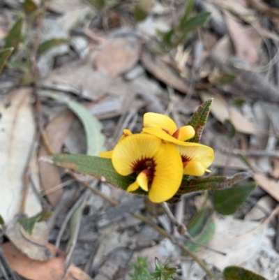 Mirbelia platylobioides (Large-flowered Mirbelia) at Wingecarribee Local Government Area - 25 Aug 2019 by BLSHTwo