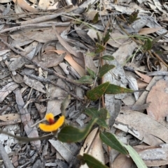 Mirbelia platylobioides at Penrose State Forest - 25 Aug 2019