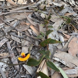 Mirbelia platylobioides at Penrose State Forest - 25 Aug 2019