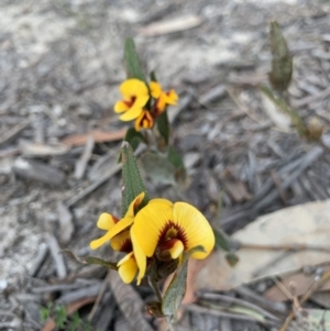 Mirbelia platylobioides at Penrose State Forest - 25 Aug 2019
