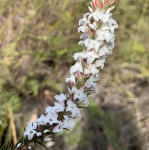 Epacris pulchella at Penrose State Forest - 25 Aug 2019 02:49 PM