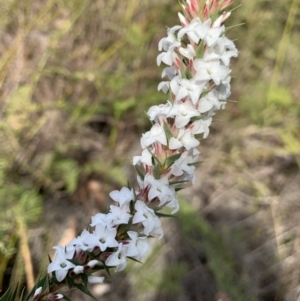 Epacris pulchella at Penrose State Forest - 25 Aug 2019
