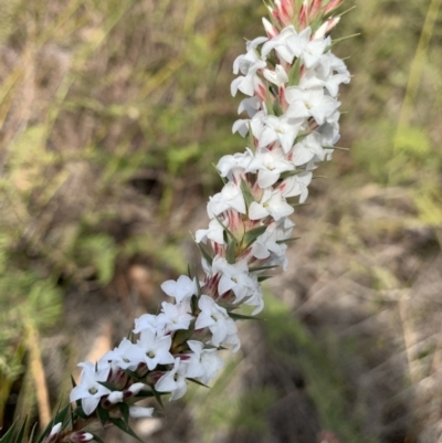 Epacris pulchella (Wallum Heath) at Bundanoon, NSW - 25 Aug 2019 by BLSHTwo