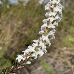 Epacris pulchella at Penrose State Forest - 25 Aug 2019