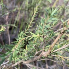 Epacris pulchella at Penrose State Forest - 25 Aug 2019 02:49 PM